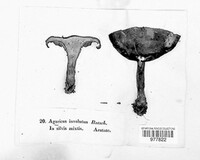 Paxillus involutus image